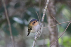 Poecilotriccus plumbeiceps