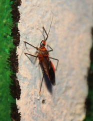 Repipta fuscipes