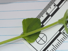 Triodanis lamprosperma