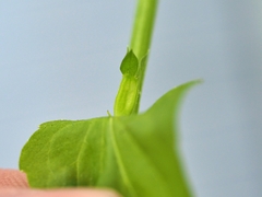 Triodanis lamprosperma