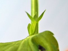 Triodanis lamprosperma