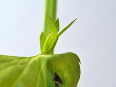 Triodanis lamprosperma