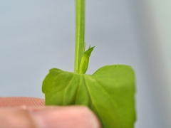 Triodanis lamprosperma