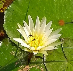 Nymphaea pulchella