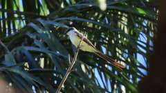 Tyrannus melancholicus × savana