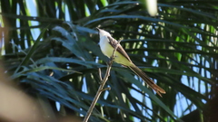 Tyrannus melancholicus × savana