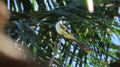 Tyrannus melancholicus × savana