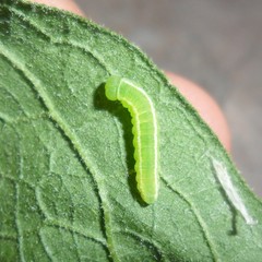 Episcada hymenaea hymenaea