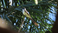 Tyrannus melancholicus × savana