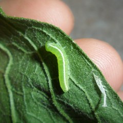 Episcada hymenaea hymenaea