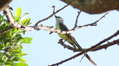 Tyrannus melancholicus × savana