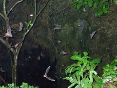 Mormoops megalophylla