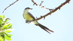 Tyrannus melancholicus × savana