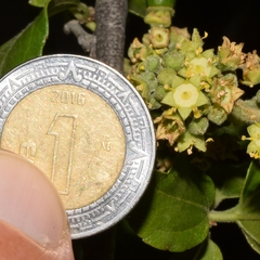 Sarcomphalus mexicanus