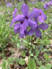 Phlox stolonifera