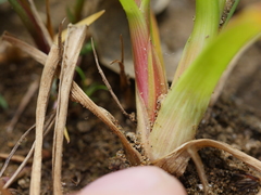 Juncus sonderianus
