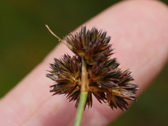 Juncus sonderianus