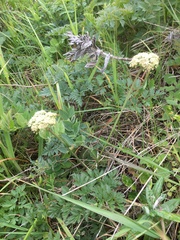 Ligusticum apiifolium