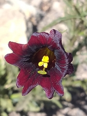 Salpiglossis sinuata