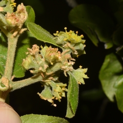 Sarcomphalus mexicanus