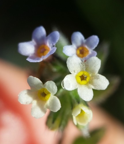 Myosotis discolor iNat (1)
