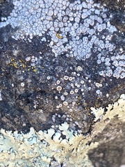 Myriolecis semipallida