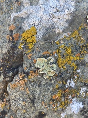 Protoparmeliopsis peltata