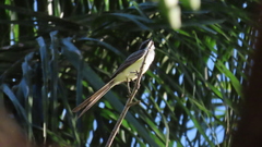 Tyrannus melancholicus × savana
