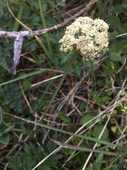 Ligusticum apiifolium