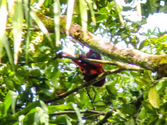 Alouatta macconnelli