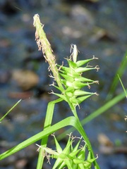 Carex lonchocarpa