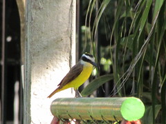 Pitangus sulphuratus