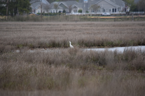 Snowy Egret photographed in Delaware
