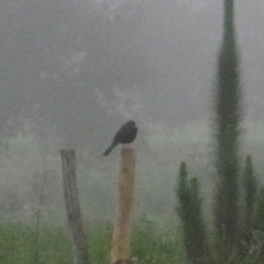 Turdus fuscater