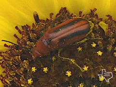 Nemognatha piazata