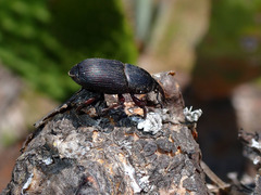 Scyphophorus