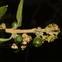 Sarcomphalus mexicanus