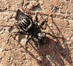 Sphodros atlanticus