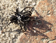 Sphodros atlanticus