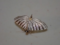 Conchylodes zebra