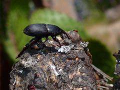 Scyphophorus