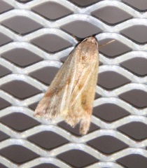Micrathetis tecnion