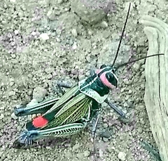 Xestotrachelus robustus