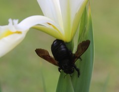 Xylocopa sonorina