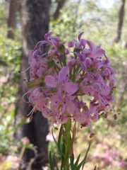 Alstroemeria revoluta