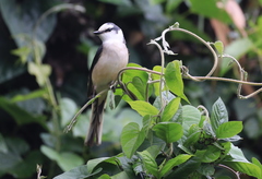 Pericrocotus cantonensis