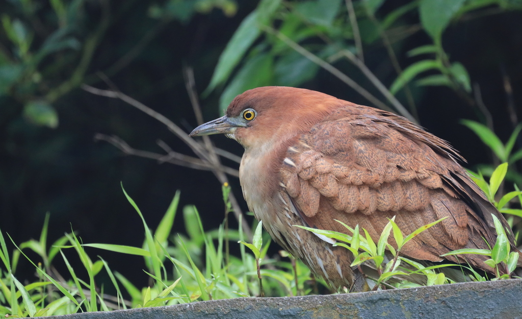 Japanese Night-Heron