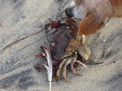 Metacarcinus anthonyi