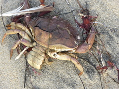 Metacarcinus anthonyi