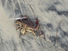 Metacarcinus anthonyi